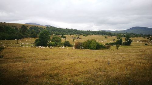 Scenic view of field against sky