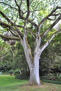 View of bare tree