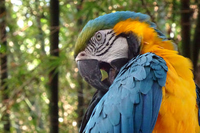 Close-up of a parrot