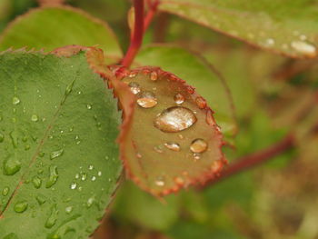 Close-up of water drops on flower