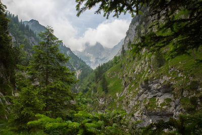 Scenic view of forest against sky