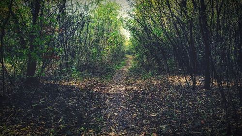 View of trees growing in forest