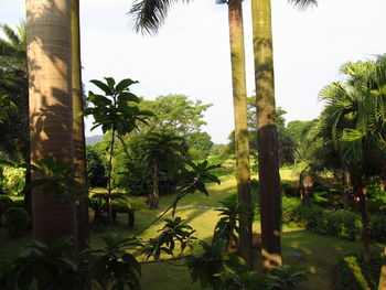 Palm trees by plants against sky