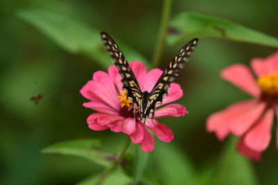 Close-up of butterfly pollinating on pink flower