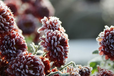 Close-up of red flowering plants during winter