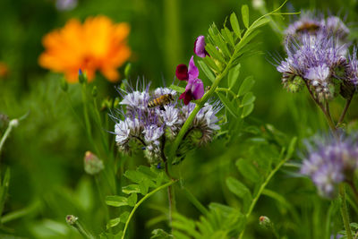 Close-up of purple flowering plant