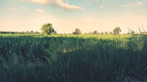 Crops growing on field against sky