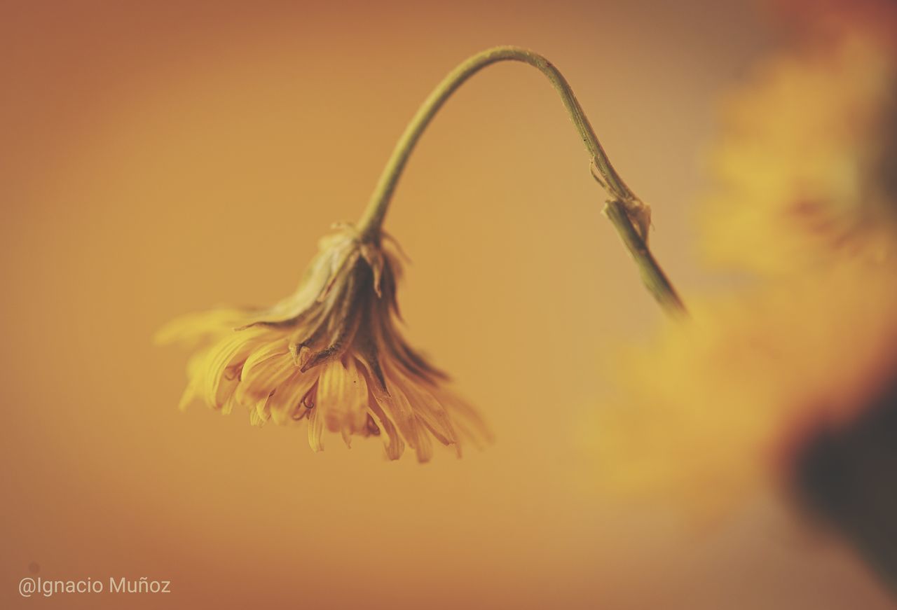 CLOSE-UP OF WILTED PLANT DURING ORANGE