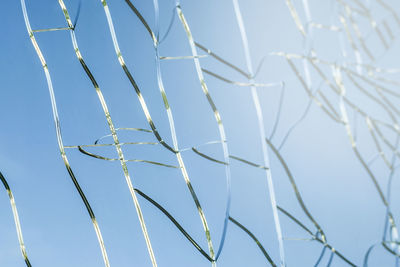 Low angle view of plants against blue sky