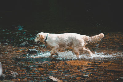 High angle view of golden retriever in water