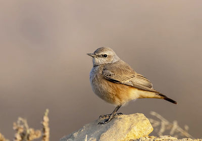 Close-up of bird perching on rock