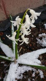 Close-up of white flowers