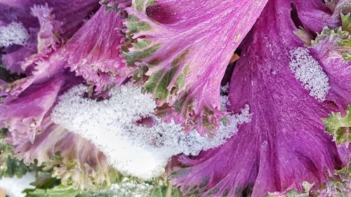 Full frame shot of pink flowers