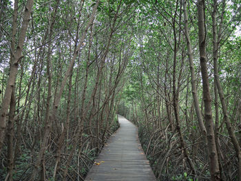 Boardwalk amidst trees in forest