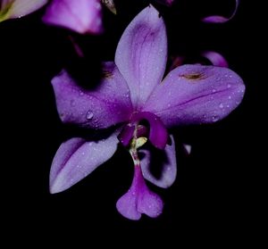 Close-up of water drops on flowers