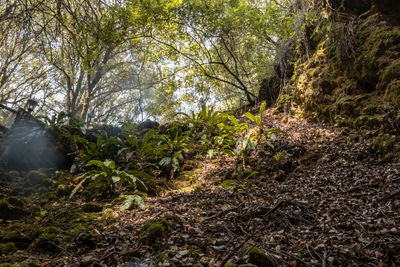 Plants and trees in forest