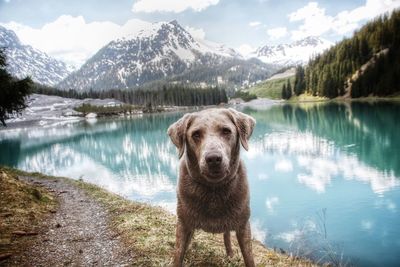 Portrait of dog standing by lake