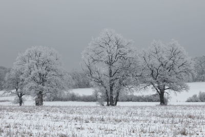 Trees against sky