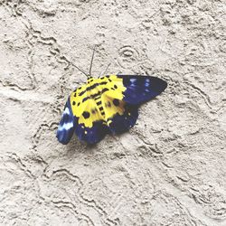 Close-up of butterfly on leaf