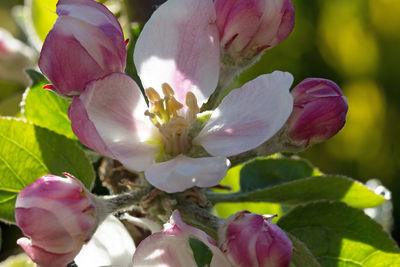 Close-up of pink flowers blooming outdoors