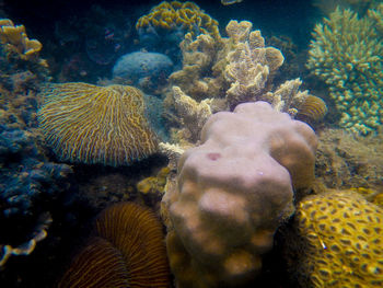 Close-up of fish swimming in sea