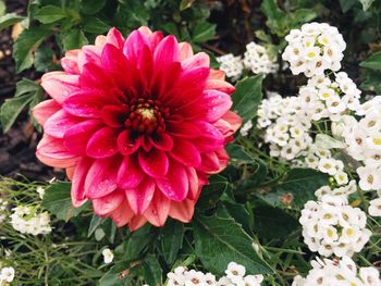 Close-up of pink flowers