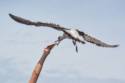 Person feeding seagull