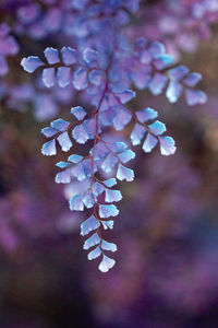 Close-up of purple flowering plant