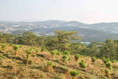 plant