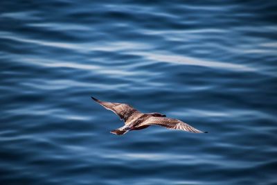 Seagull flying over sea