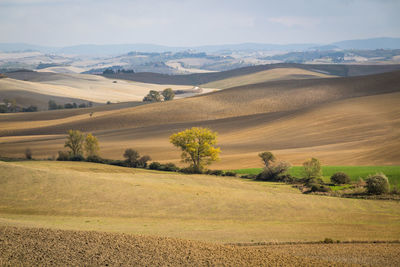 Scenic view of agricultural field against sky