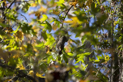 Low angle view of tree