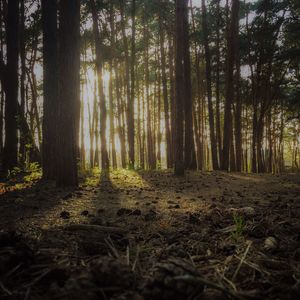 Trees in forest