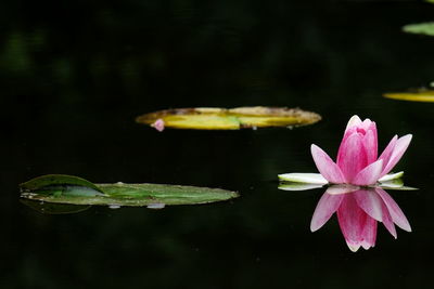 Close-up of lotus water lily in pond