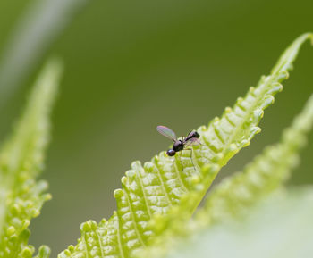 Close-up of insect on leaf
