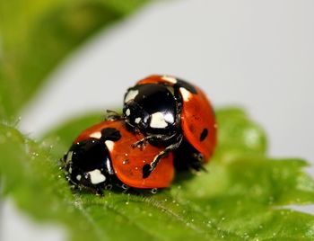 Close-up of ladybug on leaf