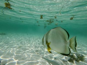 Fish swimming in sea
