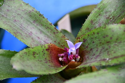 Close-up of succulent plant