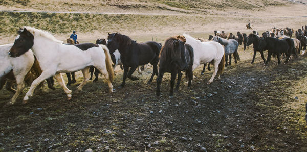 Cows standing in a field