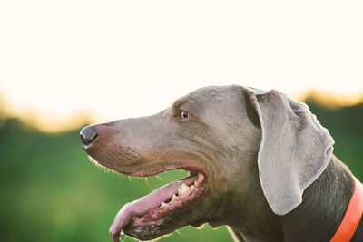 Close-up of a dog looking away