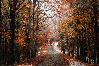 Road with snow amidst trees in forest during autumn