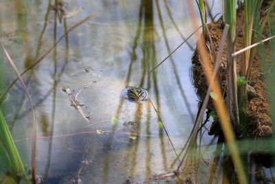 Close-up of insect on the lake