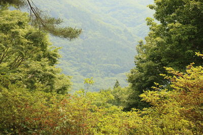 Scenic view of forest