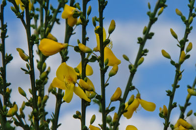 Close-up of yellow flowering plants against sky