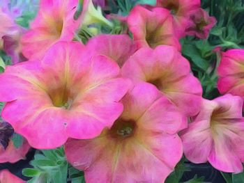 Close-up of pink flowers