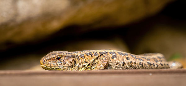 Close-up of lizard on rock