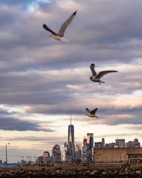 Seagulls flying in city against sky
