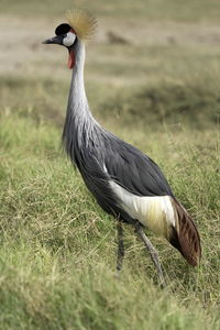 Side view of a bird on field