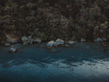 View of ducks in forest