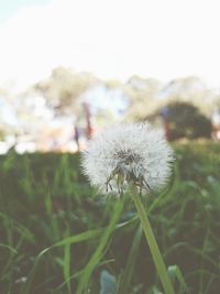 Close-up of dandelion flower